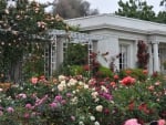 Rose Garden