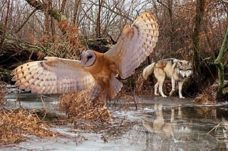 'barn owl and wolf'