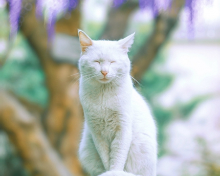 White Cat - cat, white, animal, cute