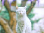 White Cat