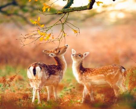 Nice Day - flowers, branch, animals, deer