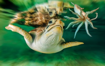 turtle with octopus - octopus, turtle, ocean, reflection