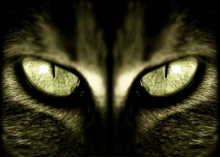 Cat Eyes - cat, animal, eye, green