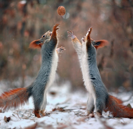 Playing Time - cold, squirrels, winter, playing