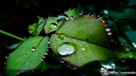 Waterdrop - nature, water, sri lanka, water drop