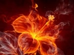 Rose On Fire Abstract