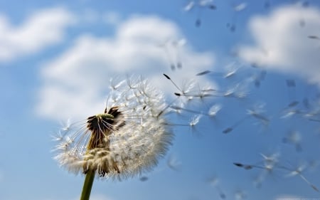 Dandelion seeding - flowers, clouds, one, nature, hd, dandelion, seeding, sky