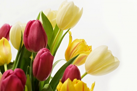 Tulips - flowers, amazing, tulips, colors