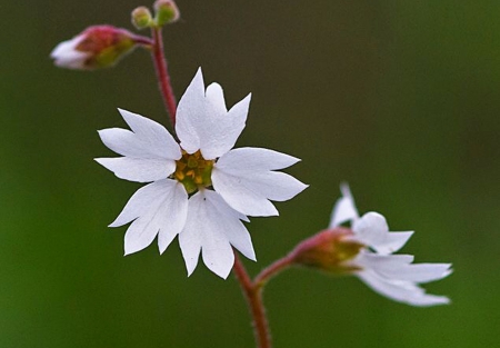 White Flowers - white, flower, nature, garden