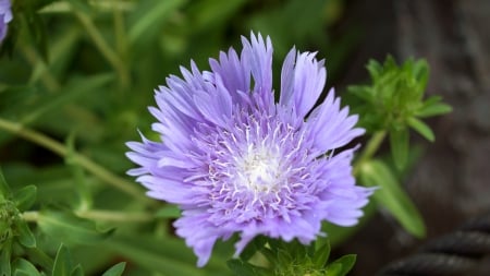 Stokesia - wistaria, stokesia, sutokeshia, 4k, 5120x2880, purple, 5k, 3840x2160, flowers, heliotrope, stokesia laevis, flower