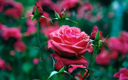 Pink Rose - roses, pink, flowers, nature, pink roses