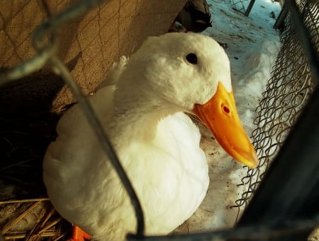 Chuck - barnyard, Duck, peek, smile, cute, adorable, Chuck Duck