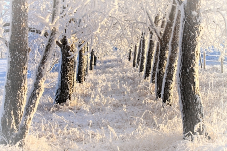 * Amazing winter * - winter, nature, trees, snow