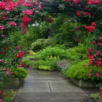 Beautiful Rose Path