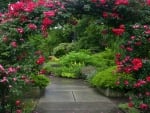 Beautiful Rose Path