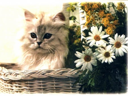 kitty in a flower basket - cats, kitty, animals, flowers, basket