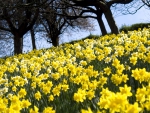 yellow daffodils field