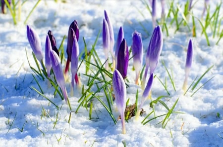 First Sign of Spring - snow, flowers, crocus, blue