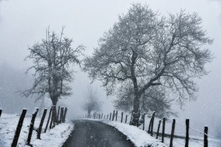 Winter Road - fence, street, trees, landscape, snow