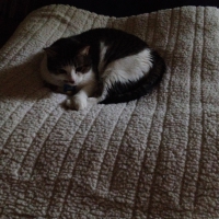 Cozy Cat