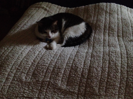 Cozy Cat - cat in his bed, happy kitty, cozy kitty, sleepy kitty