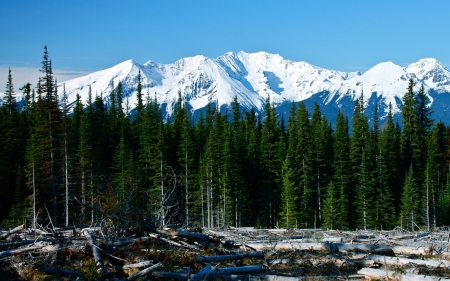 pine forest - tree, forest, mountain, pine