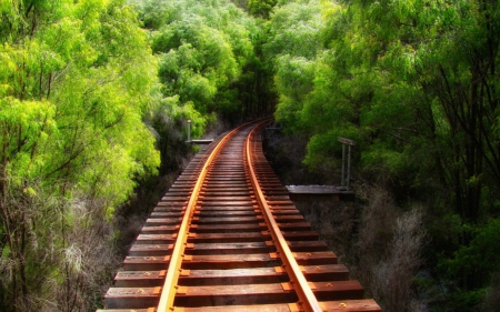 tracks in the woods - railway, track, tree, forest