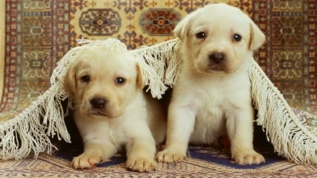 Puppies - photo, rug, dogs, cute