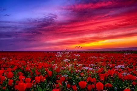 Colorful sunset - poppies, summer, sundown, amazing, lovely, flowers, colorful, sunset, beautifuil, field, sky