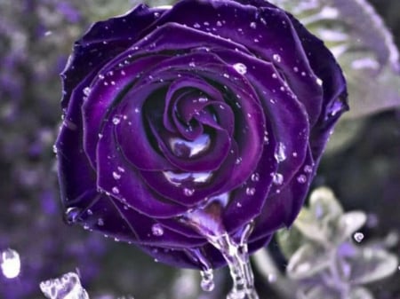 Purple Paradise - purple, drops, rose, pretty, water, flowers