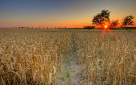 sunset - nature, fun, cool, sunset, field