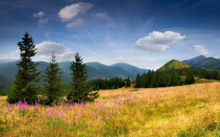 flowers - forest, cool, flowers, field, fun, nature