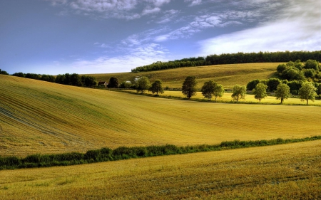 field - cool, field, fun, trees, nature