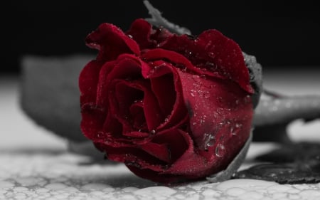 * Red Rose...for you * - nature, water drop, red, fowers, black, rose, flower