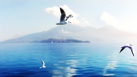 * Seagulls in Switzerland * - ocean, nature, blue, sky