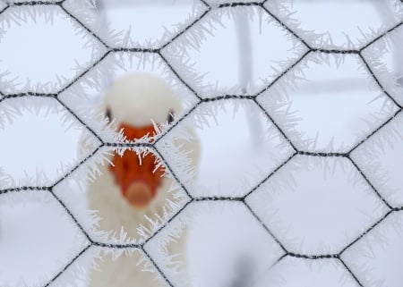 Snow Fun in Here - white, looking, frost, snow, beak, goose, orange, wire