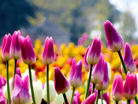 SPRING DANCE - field, spring, tulips, nature