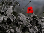 RED HIBISCUS