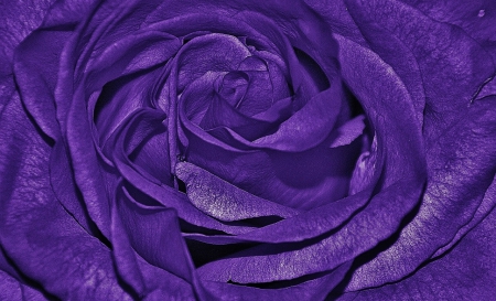 Purple Queen - purple, color, rose, flower