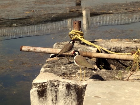 In twos - water, rope, bird, river