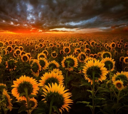 Sunflowers Field - clouds, sunflower, green, field, flower, light, sun, sky