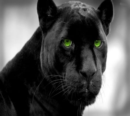 Panther With Green Eyes - green eyes, cat, big, animal, black, panther