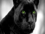 Panther With Green Eyes