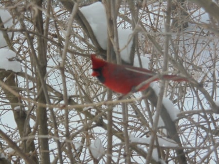 winter time - bird, in, bush, the