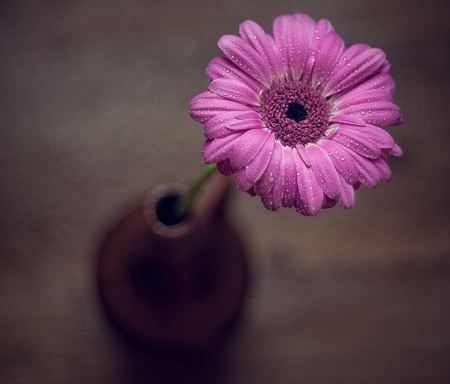 Flower - flower, purple, abstract, soft