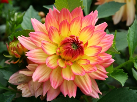 Beautiful Dahlia - flower, orange, nature, buds