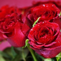 A Bunch of Red Roses