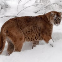 Cougar