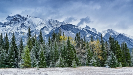 Great mountains - winter, pine forest, snow, landscape, scene, HD, forest, Arctic, nature, North, pine, mountains, wallpaper