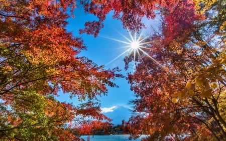 A beautiful sunny day at the lake - sunlight, horizon, trees, water, lightblue, mountain, nature, red, bright, maples, lake, sun, sky